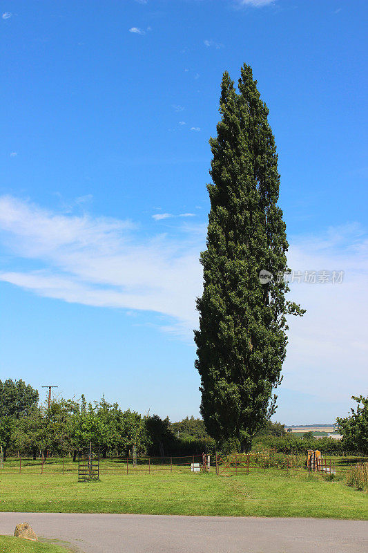 高大的伦巴第杨树图片(拉丁语:Populus nigra 'Italica')